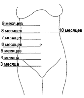 Размеры матки во время беременности