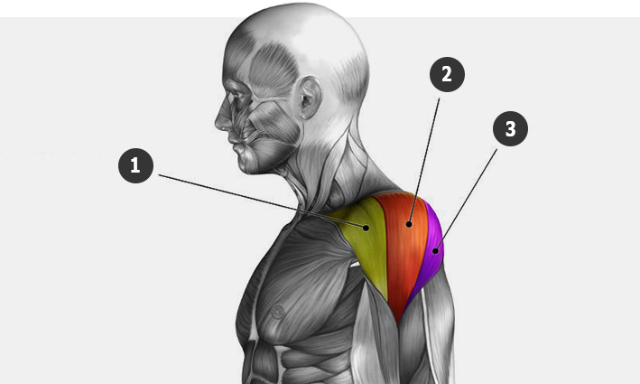 Анатомия плеч дельтовидных мышц