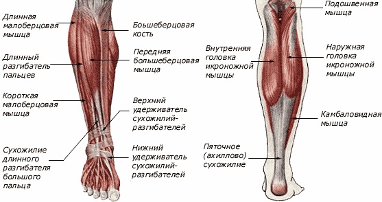 Анатомическая схема икроножной мышцы