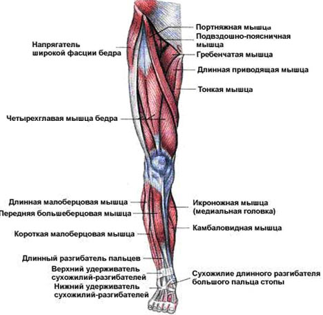 как накачать мышцы бёдер