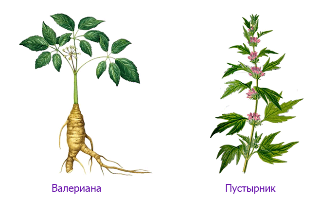 Успокоительные средства для нервной системы взрослого