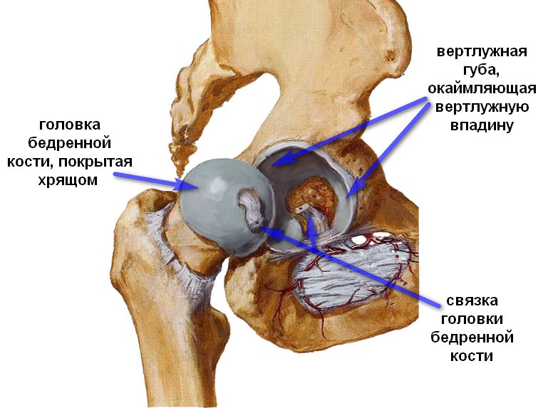 Кости и хрящи тазобедренного сустава