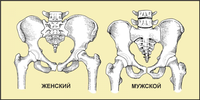 Таз женщин и мужчин