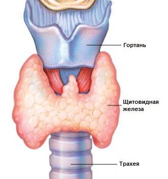 Щитовидная железа и потенция
