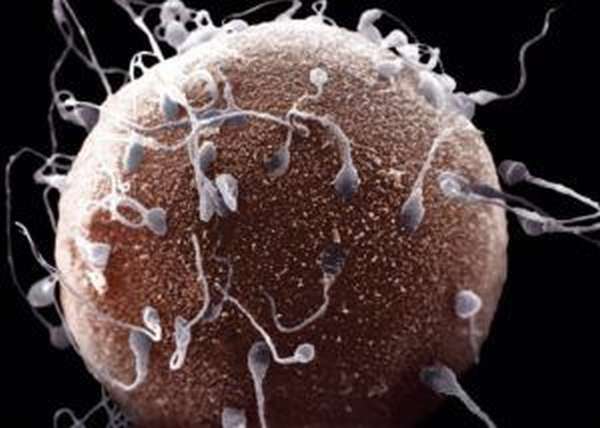 сперматозоиды