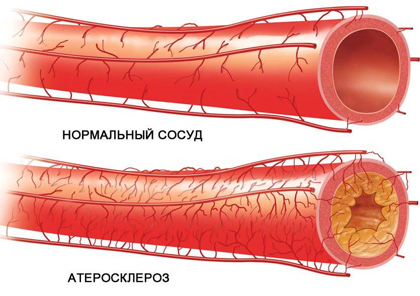 Питание для мозга и нервной системы: полезные продукты и витамины