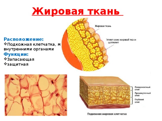 Подкожная жировая клетчатка: функции, строение, особенности