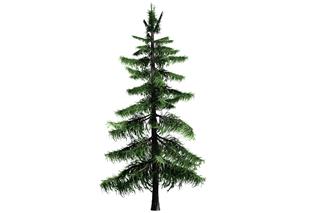 Alaska Cedar tree