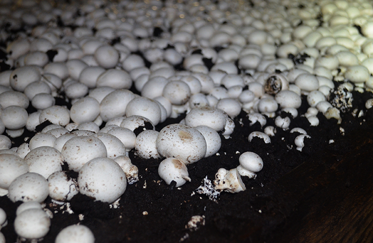 Много разных грибов