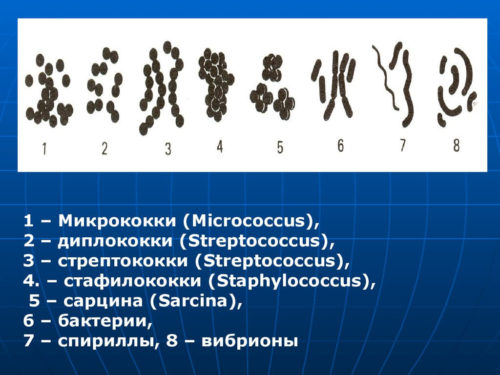 бактерии, кокки, разновидности кокки