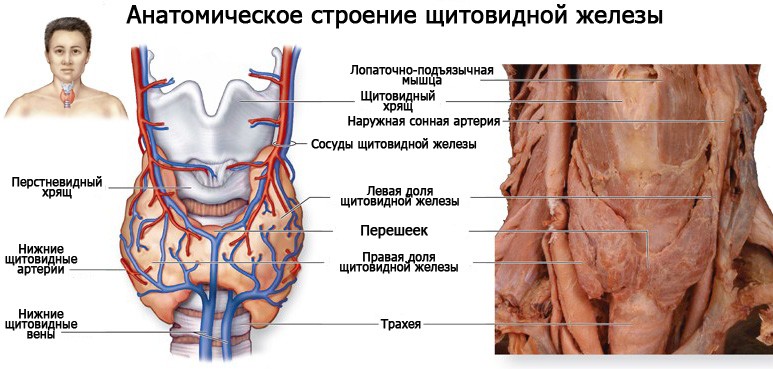 Анатомическое строение щитовидной железы