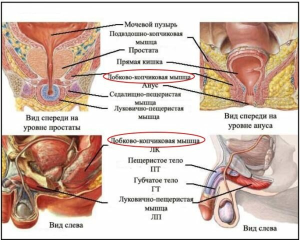 Расположение лобково-копчиковой мышцы