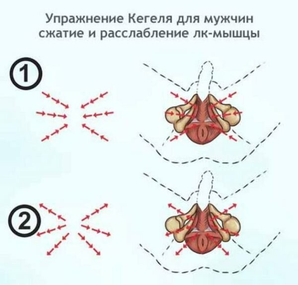 При выполнении упражнений должны задействоваться исключительно тазовые мышцы