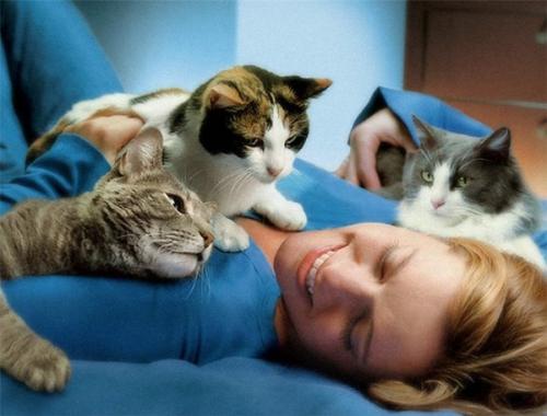 Кошки ложатся на больные места человека. Кототерапия: лечение мурчанием