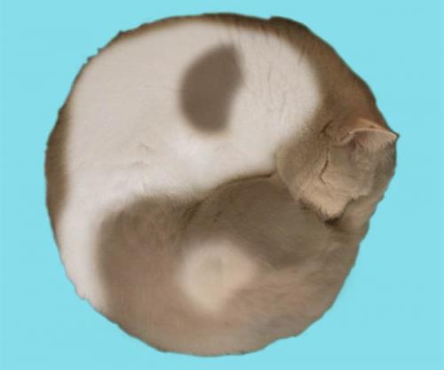 Кошки ложатся на хорошее или плохое место. Какая энергетика преобладает в месте, где спит кошка?