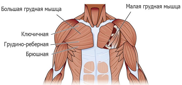 Строение грудных мышц человека