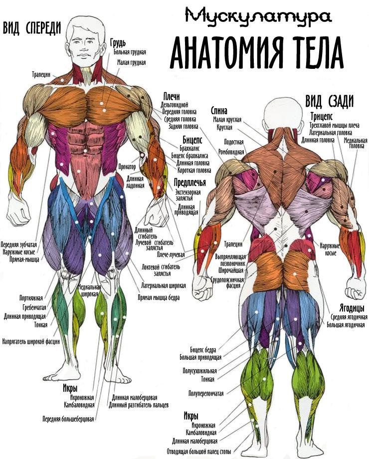 Анатомический атлас мышц культуриста