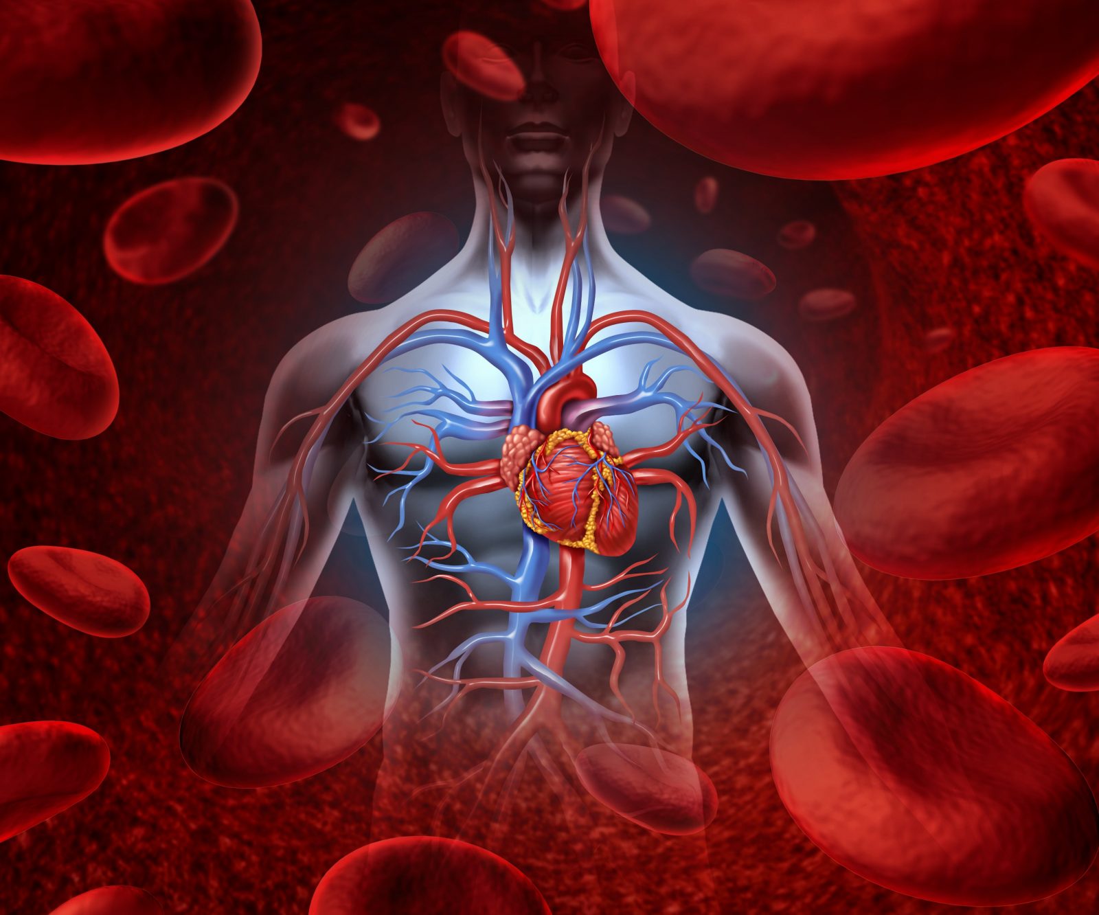 Человек и кровеносная система с сердечной мышцей