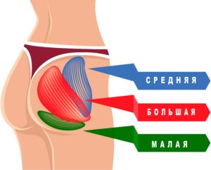 Большая, средняя и малая ягодичная мышца