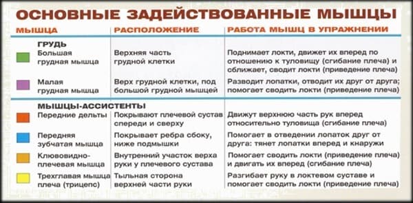 Задействованные мышцы в упражнении для грудных мышц: жим гантелей лежа на скамье