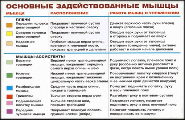 Задействованные мышцы в упражнении для плеч (дельт): жим гантелей сидя