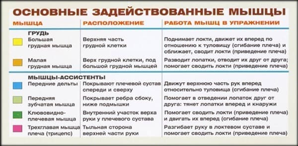 Задействованные мышцы в упражнении для груди: жим штанги лежа