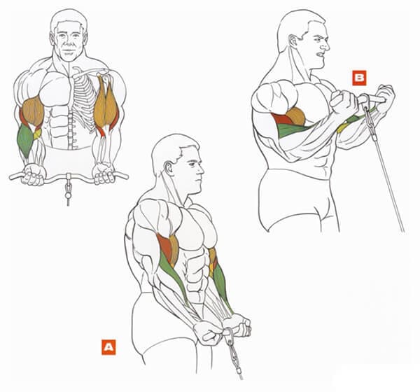 Техника выполнения упражнения: подъем на бицепс в блочном тренажере стоя