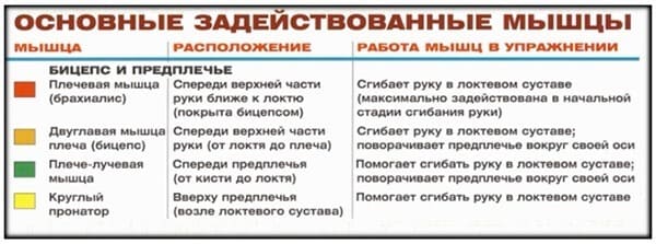 Задействованные мышцы в упражнении: подъем на бицепс в блочном тренажере стоя