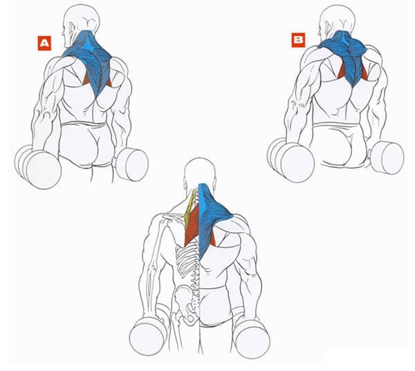Техника выполнения упражнения на трапеции: шраги с гантелями стоя