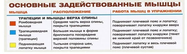 Задействованные мышцы в упражнении на трапеции: шраги с гантелями стоя