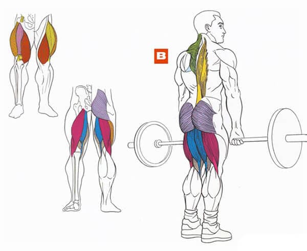 Техника выполнения упражнения для мышц спины: классическая становая тяга