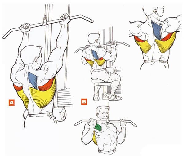 Техника выполнения упражнения для мышц спины: вертикальная тяга обратным хватом