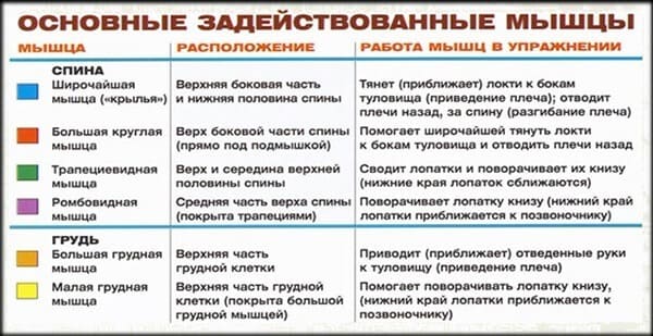 Задействованные мышцы в упражнении на спину: вертикальная тяга широким хватом