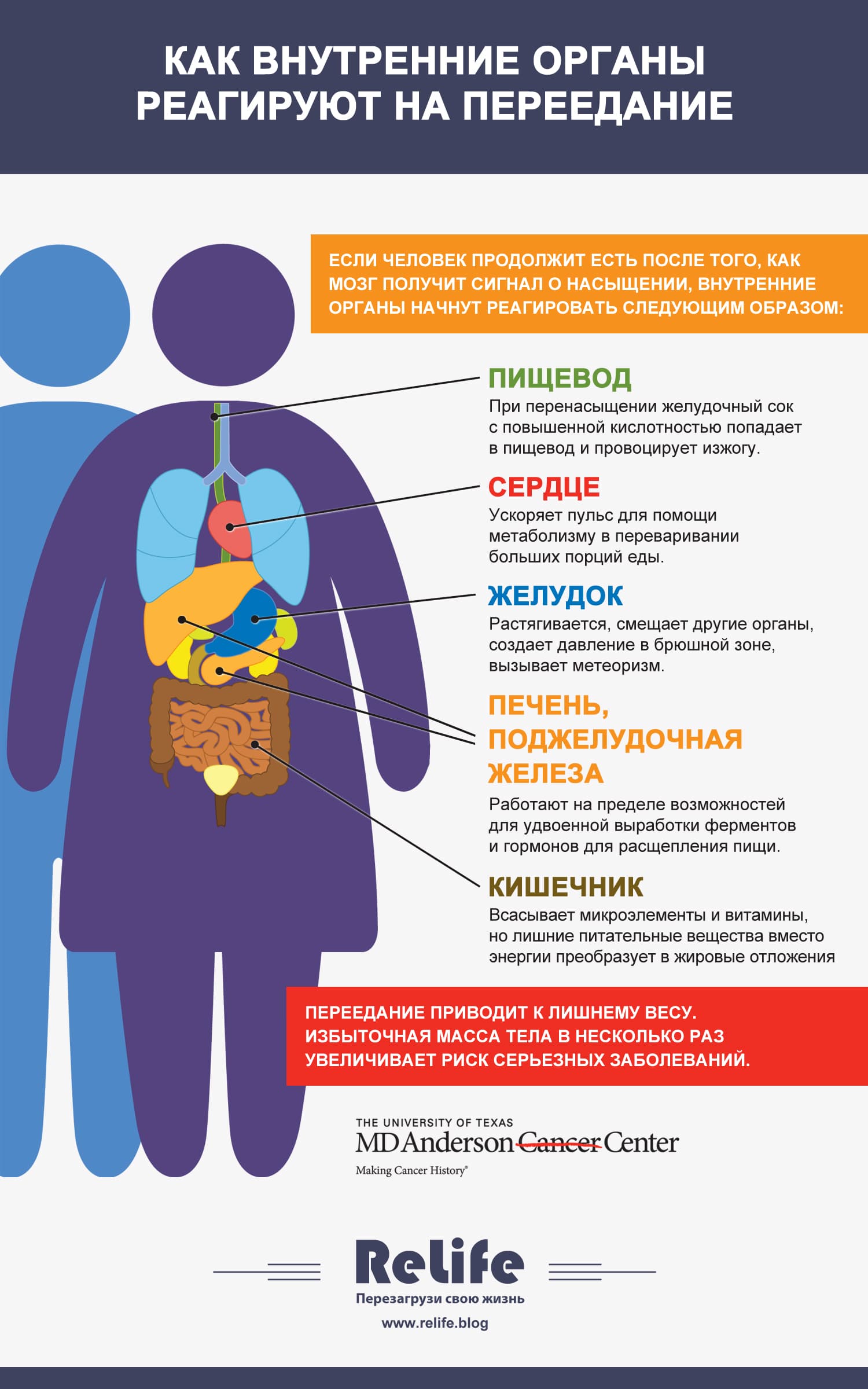 Инфографика: Как внутренние органы реагируют на переедание
