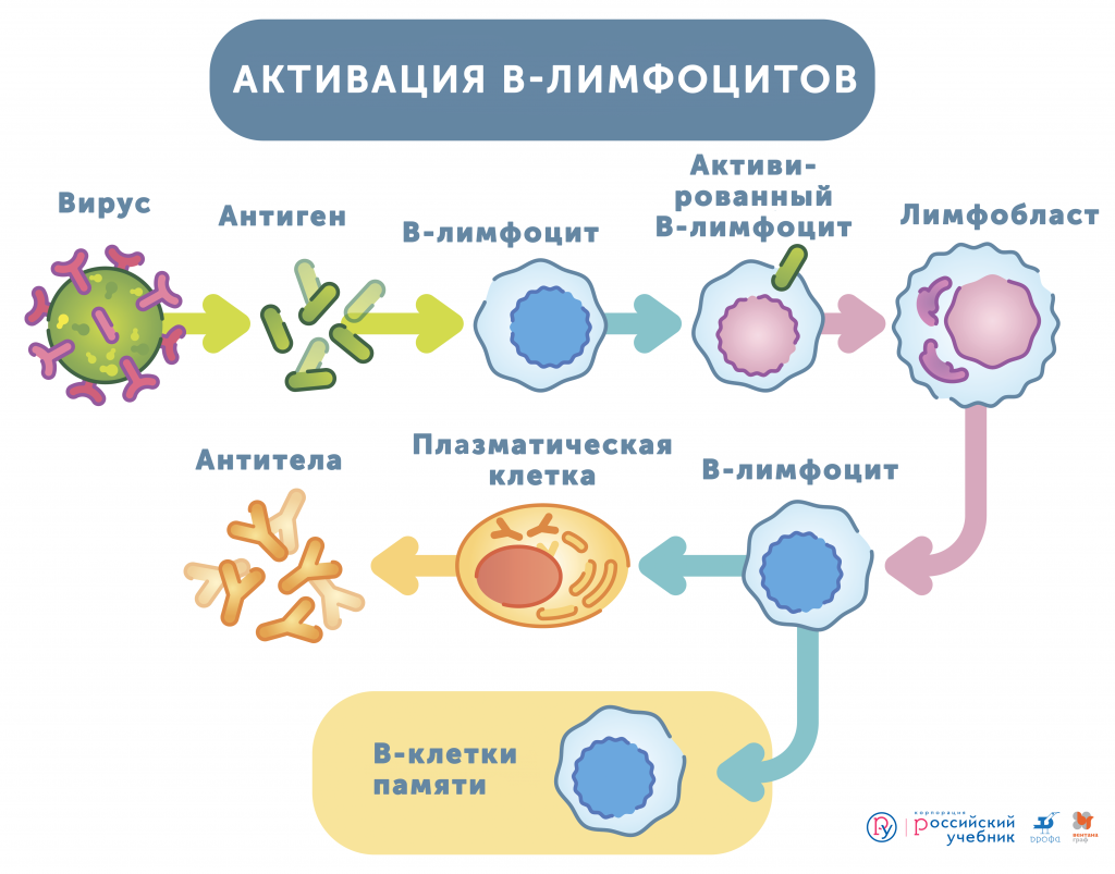Активация б-лимфоцитов.png
