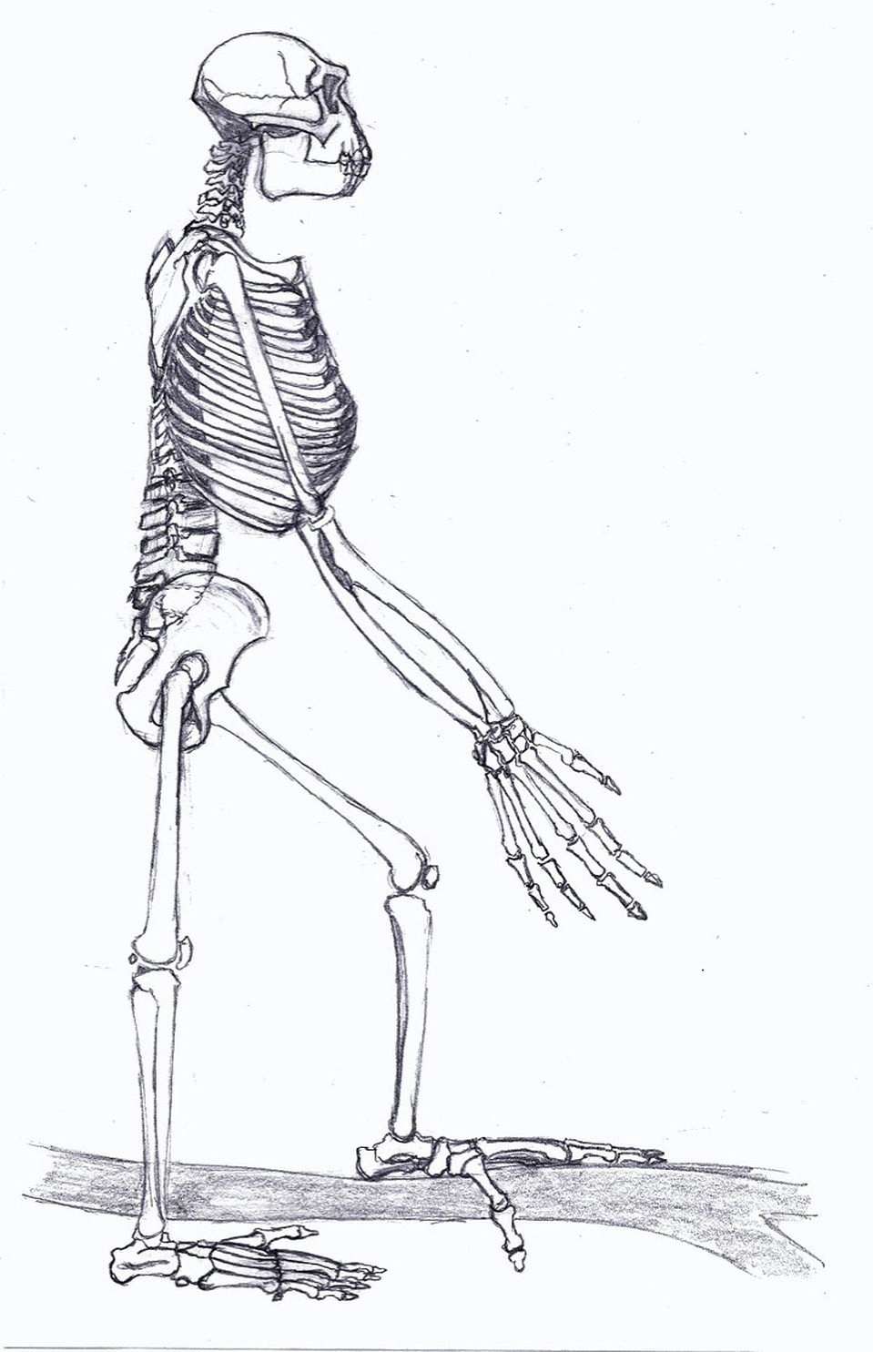 Реконструкция скелета Арди. 
