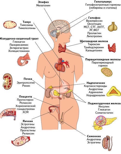 Щитовидная железа вырабатывает гормоны: