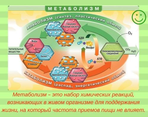 Кому помогло дробное питание. Мифы о дробном питании