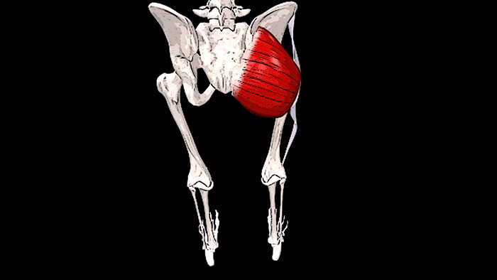 Большая ягодичная мышца