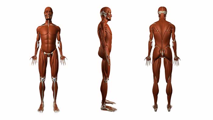 мышцы человека.jpg