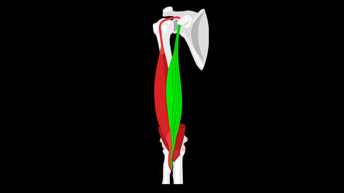 двуглавая мышца плеча короткая головка головка