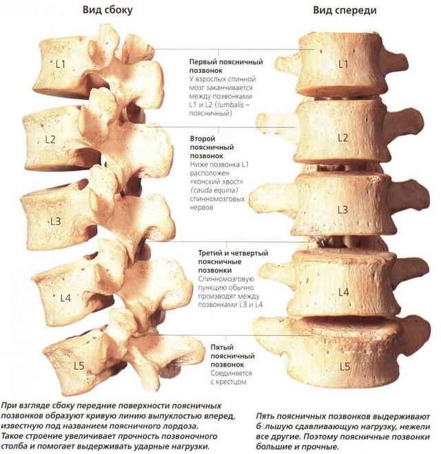 Строение поясничного отдела поистине удивляет своей мощью и в то же время уязвимостью при наличии грыжи 