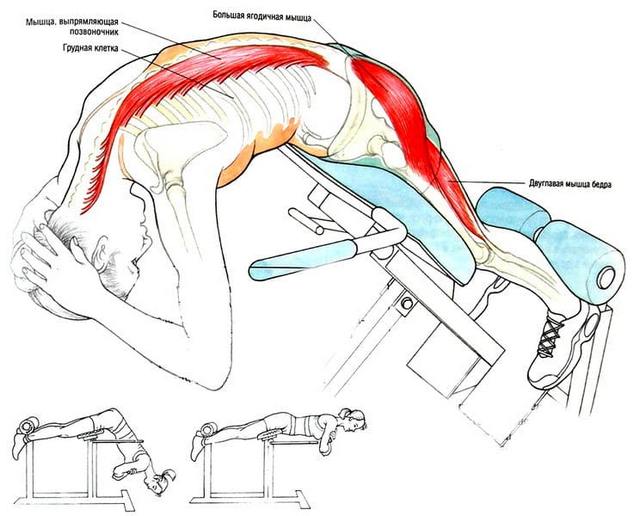 Как гиперэкстензия воздействует на конкретные мышцы