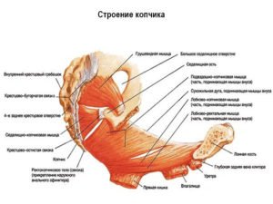 Копчиковая