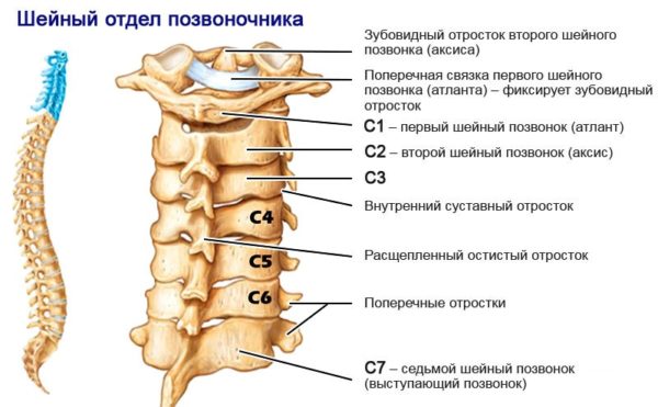 Позвонки шейного отдела