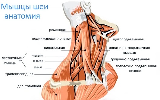 Мышцы шеи