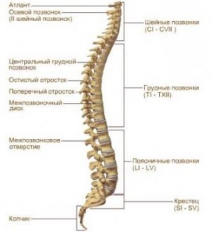 Строение позвоночного столба