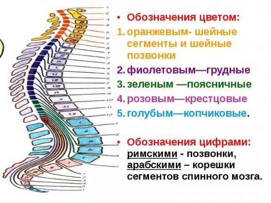 Сегменты спинного мозга