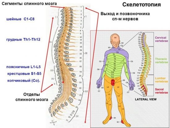 Скелетотопия спинного мозга