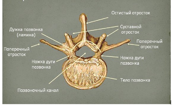 Строение позвонка